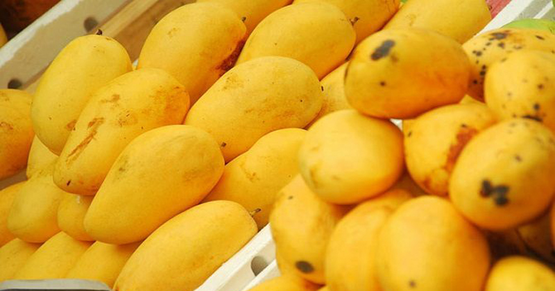mango poison