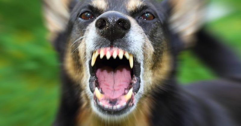 Rabies