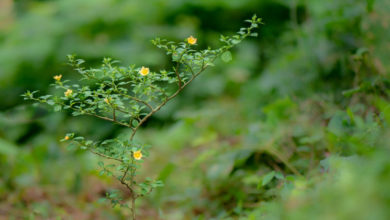 Sida cordifolia