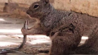 squirrel snake