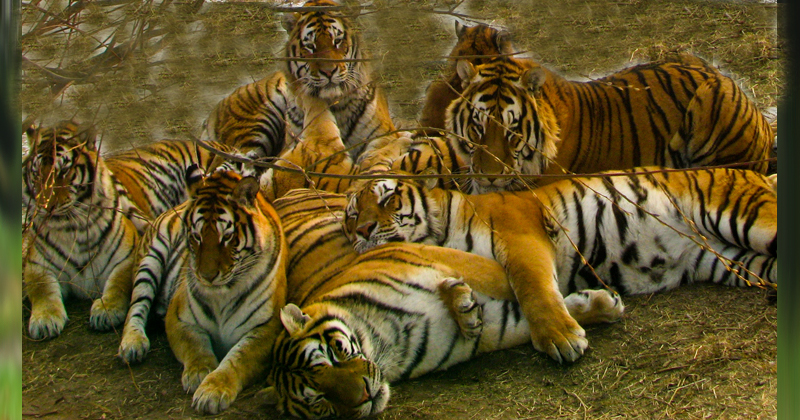tiger image 2