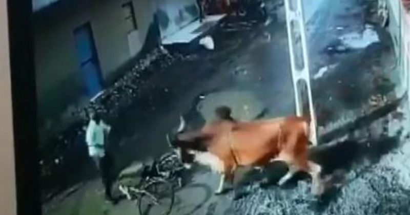 bull attack