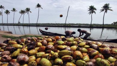 Coconut