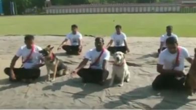 dog squad