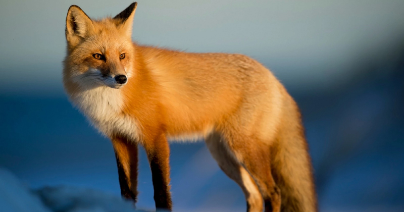 fox