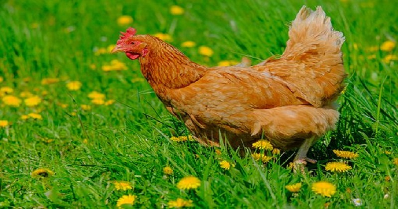 hen