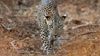 leopard