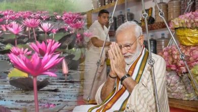 modi-lotus