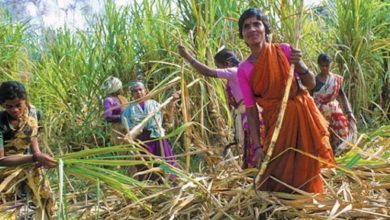 sugar-cane