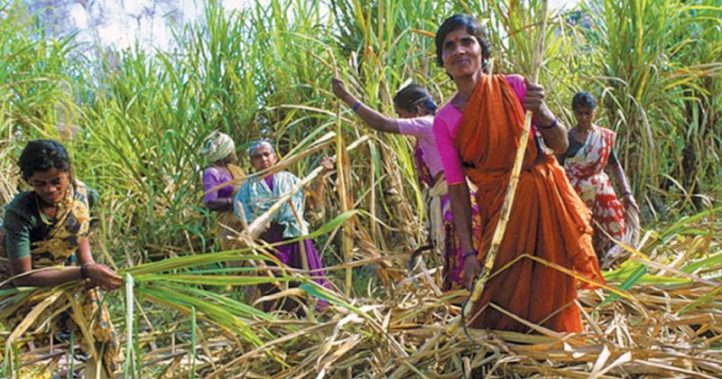 sugar-cane