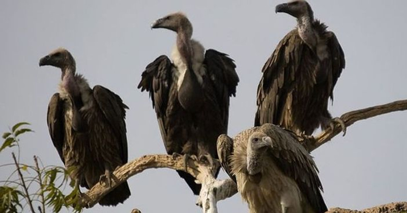 vulture