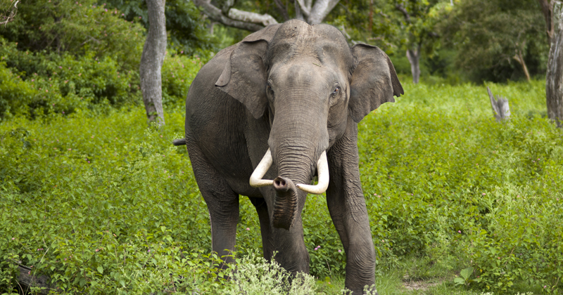 wild elephant attack