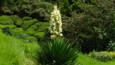 yucca