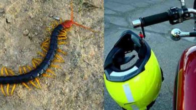 centipede inside helmet