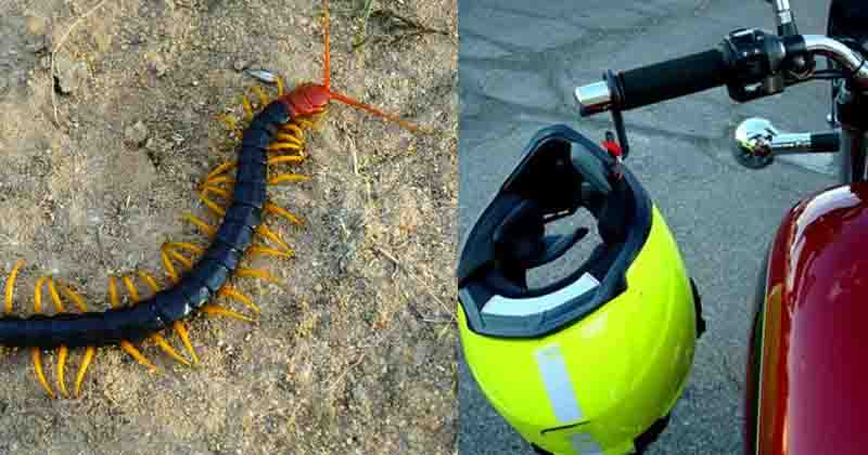 centipede inside helmet