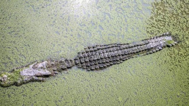 crocodile