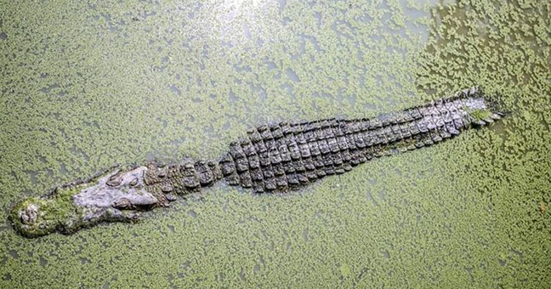 crocodile