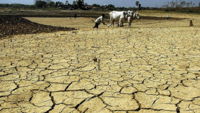 Dry Paddy field