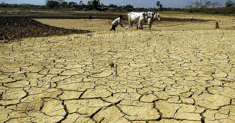 Dry Paddy field