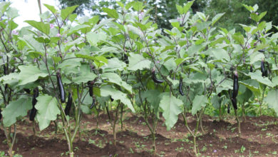 farming