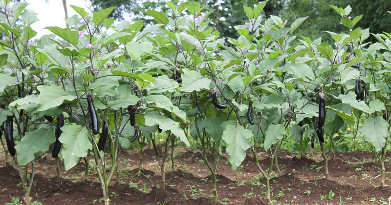 farming