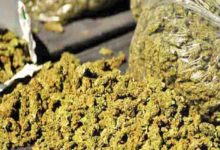 ganja