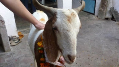 GOAT SACRIFICE