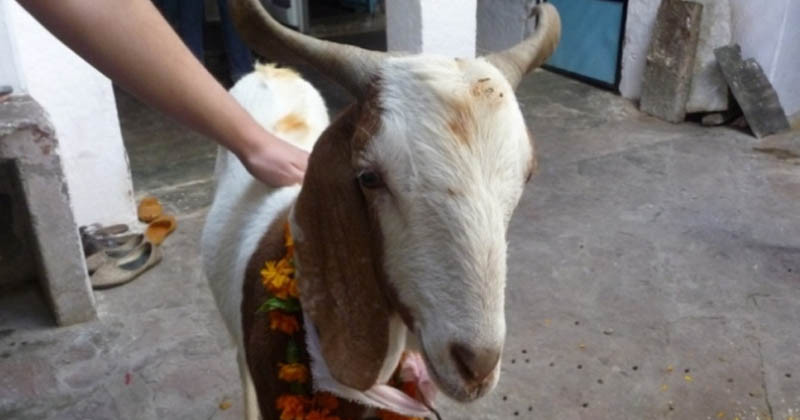 GOAT SACRIFICE