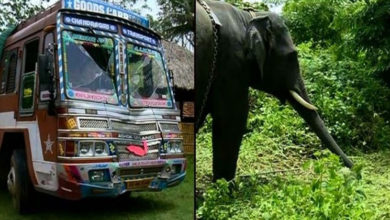 lorry hit elephant