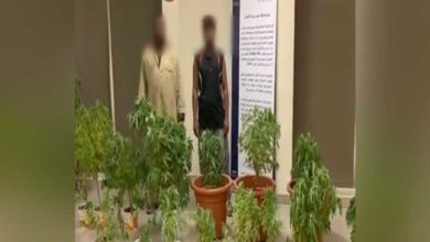 marijuana-raid-arrest-abu-dhabi-police