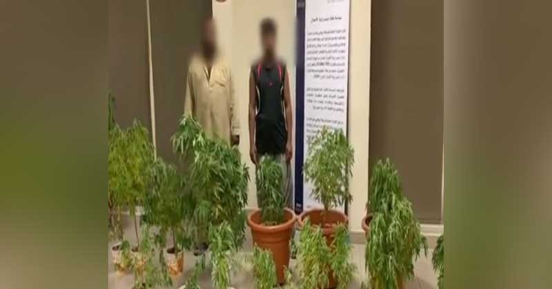 marijuana-raid-arrest-abu-dhabi-police