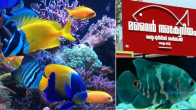 marine-aquarium