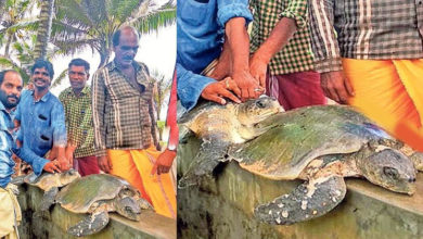 Olive ridley sea turtle