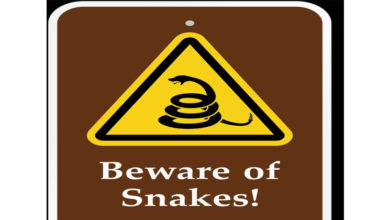 Snake Alert