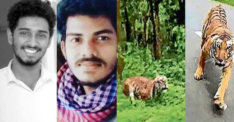 Tiger in wayanad