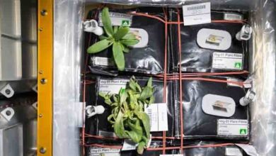 Zinnia flowers growing on Veggie on the ISS