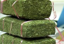 Cannabis