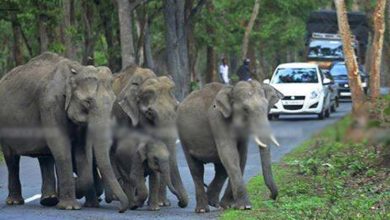 Kozhikod mysore higway