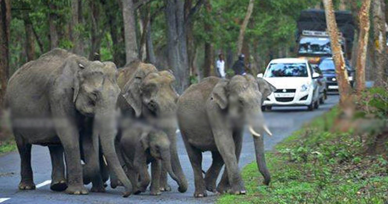 Kozhikod mysore higway