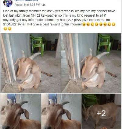 salmankhan goat