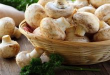 Mushroom