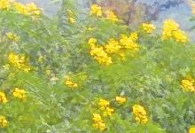 Yellow flower