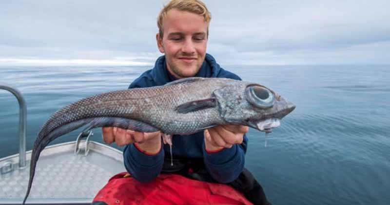 fish