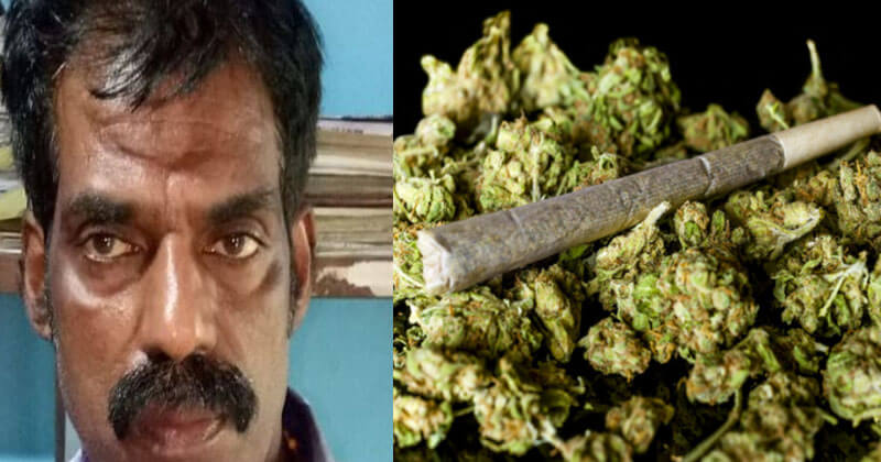 ganja
