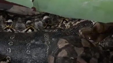 python and monitor lizard