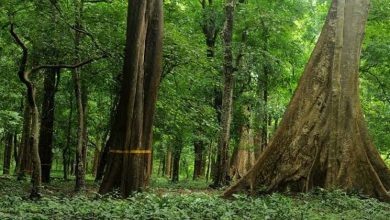 teak plantation