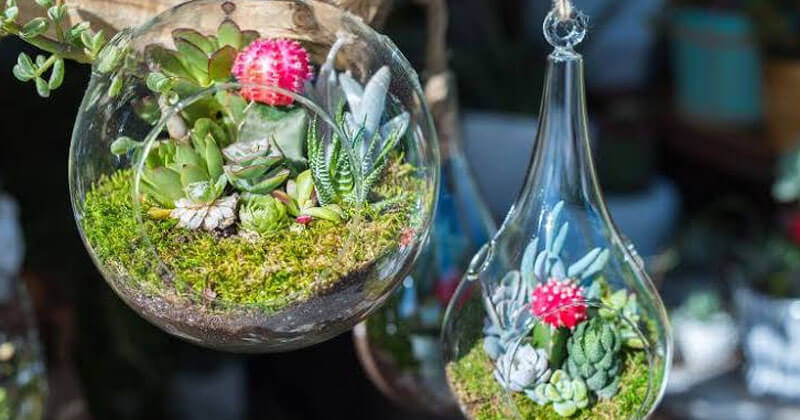 terrarium