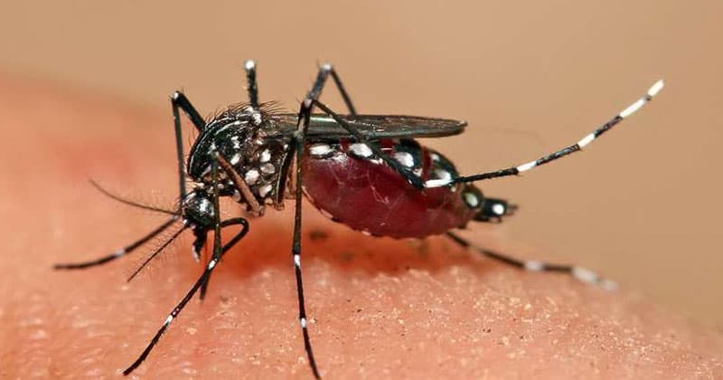 Dengue