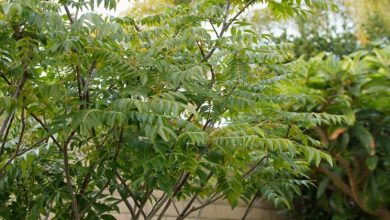 curry leaves tree