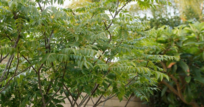 curry leaves tree